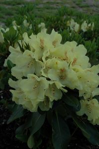 Rhodo Goldkrone